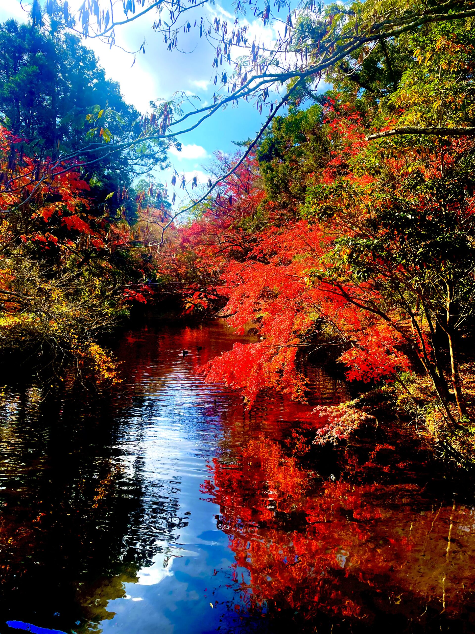 秋が来ますね😊🍁